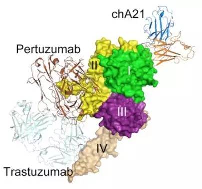 反复流产，是免疫系统出错了吗？