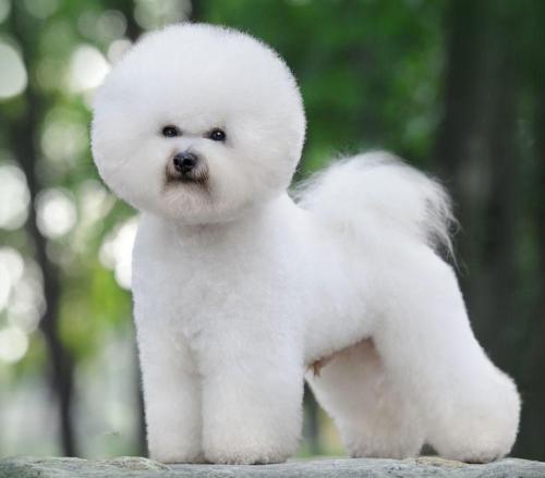 比熊摔了后腿无力,比熊一个后腿无力不敢着地