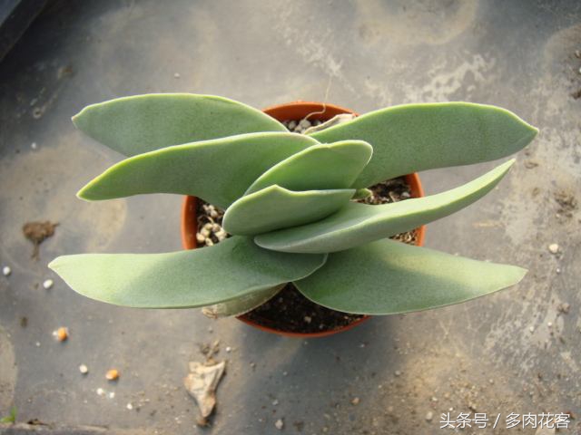 百科多肉植物,多肉植物百科之蓝鸟