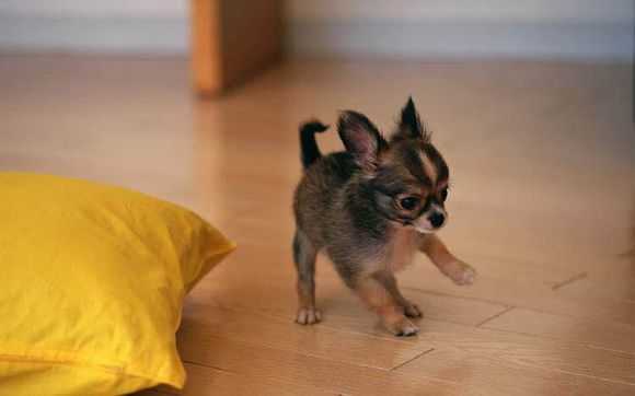 狗狗品种收集大全,收藏狗狗