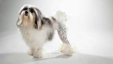 收藏狗狗的图片,收藏宠物集