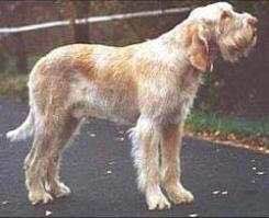 收藏狗狗的图片,收藏宠物集