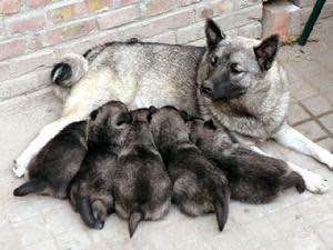 收藏狗狗的图片,收藏宠物集