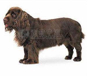 收藏狗狗的图片,收藏宠物集