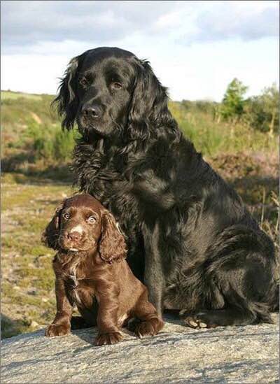 收藏狗狗的图片,收藏宠物集