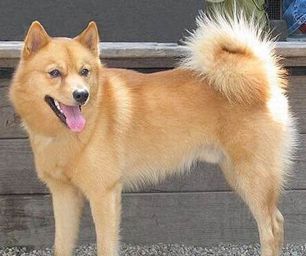 收藏狗狗的图片,收藏宠物集