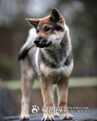 收藏狗狗的图片,收藏宠物集