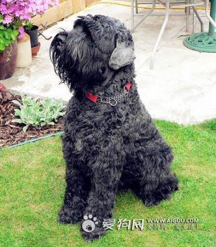 收藏狗狗的图片,收藏宠物集