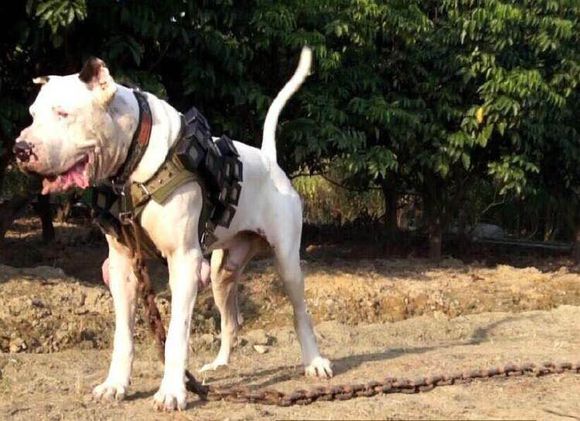 收藏狗狗的图片,收藏宠物集