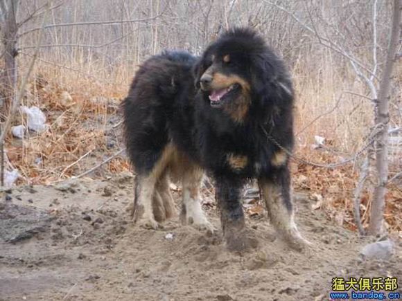 收藏狗狗的图片,收藏宠物集