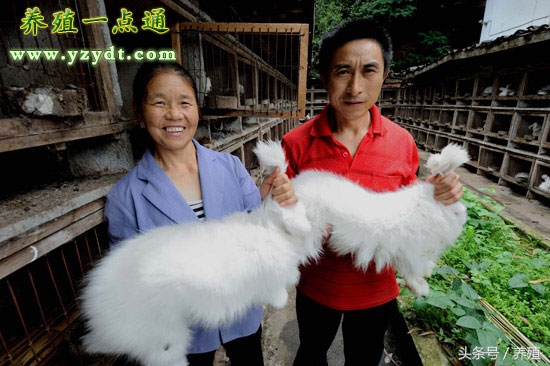 长毛兔管理的方法,养兔长毛兔饲料调制攻略