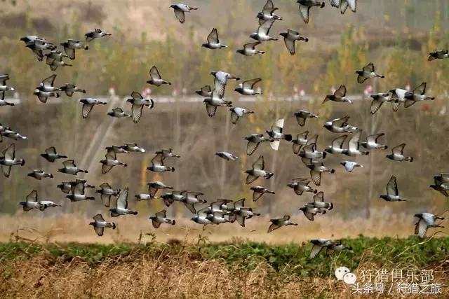 全球最具吸引力的狩猎圣地，加入高人一等的国际猎人组织！