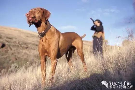 全球最具吸引力的狩猎圣地，加入高人一等的国际猎人组织！