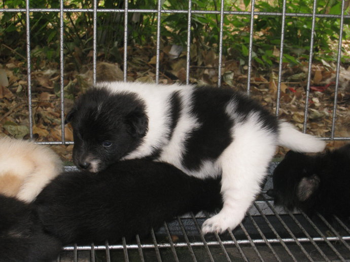 狗狗产后性情大变，追咬路人，被保安*攻围**却做出异样动作让人原谅