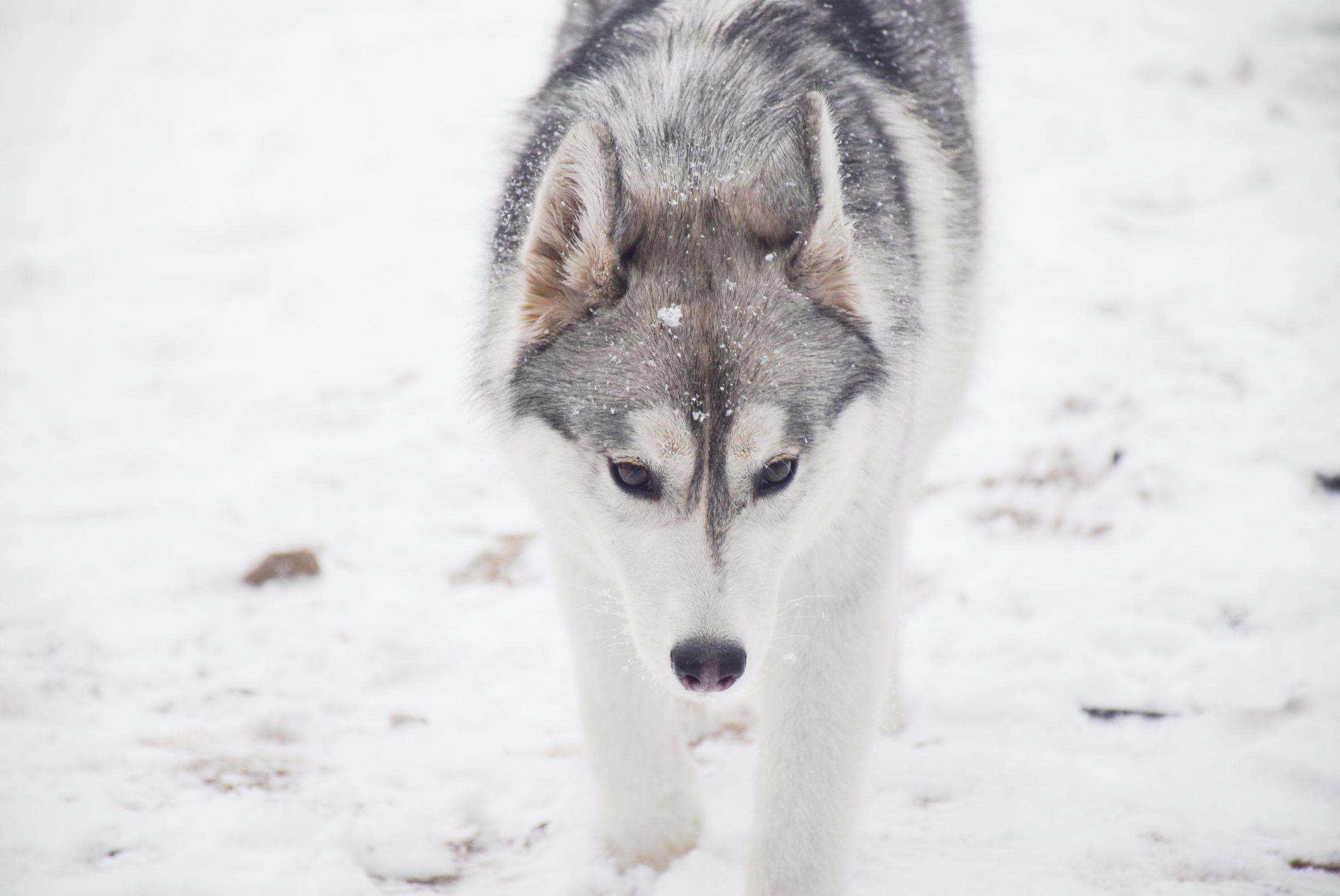 北京下大雪网友家里的雪橇二傻遇到雪做的第一件事是这样