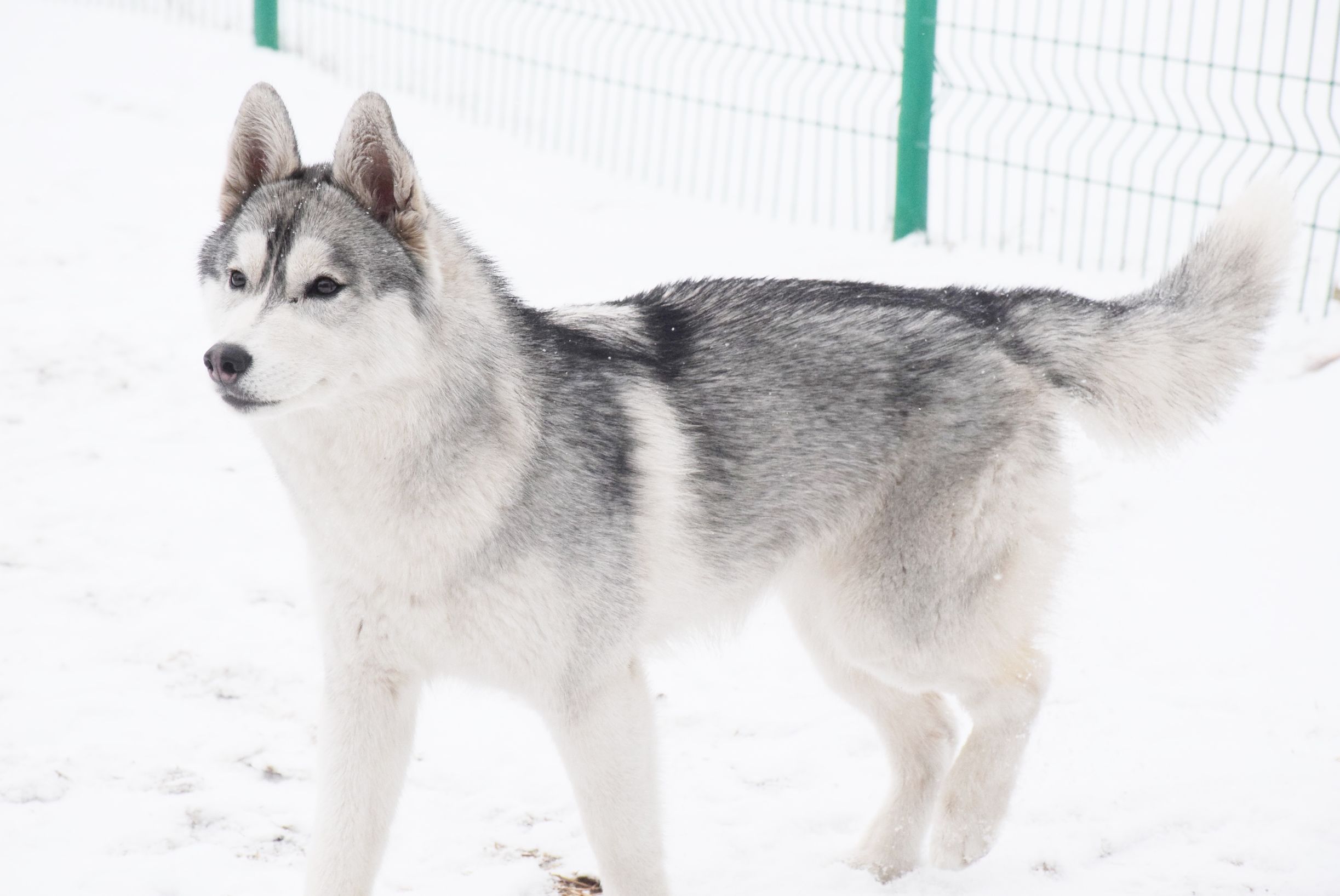 北京下大雪网友家里的雪橇二傻遇到雪做的第一件事是这样