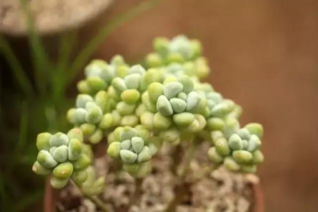 多肉专用工具大全,种多肉工具铲子