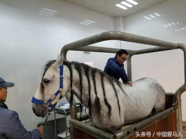 怎样挑选好的公马,公马如何选择母马