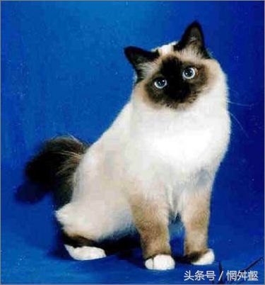 10大常见品种猫优缺点,最有气质的猫