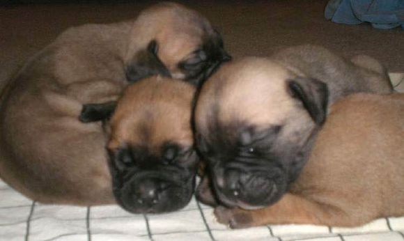 收藏狗狗的图片,收藏宠物集