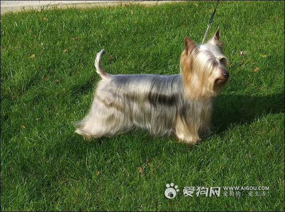 收藏狗狗的图片,收藏宠物集