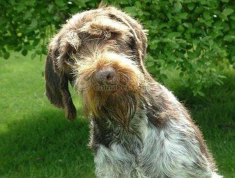 收藏狗狗的图片,收藏宠物集