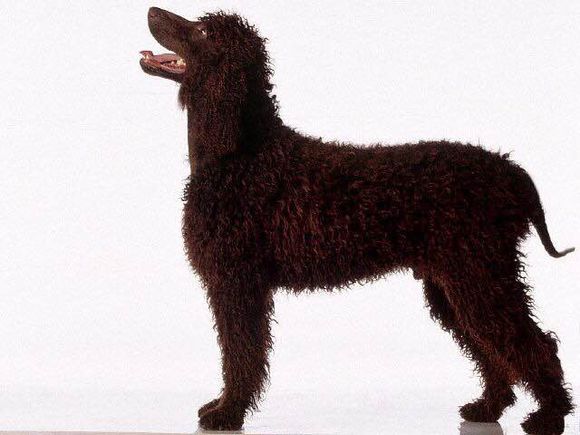 收藏狗狗的图片,收藏宠物集