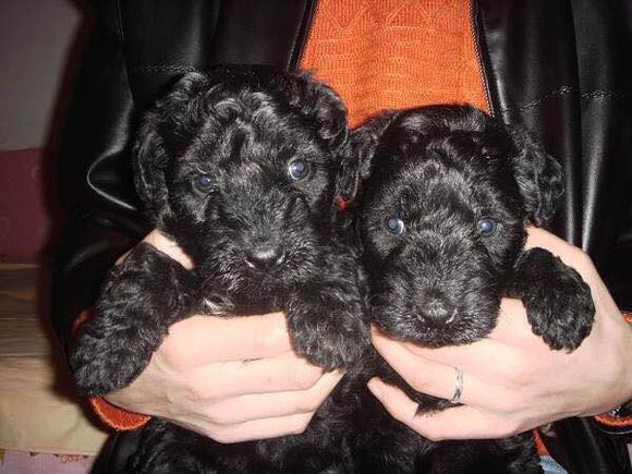 收藏狗狗的图片,收藏宠物集