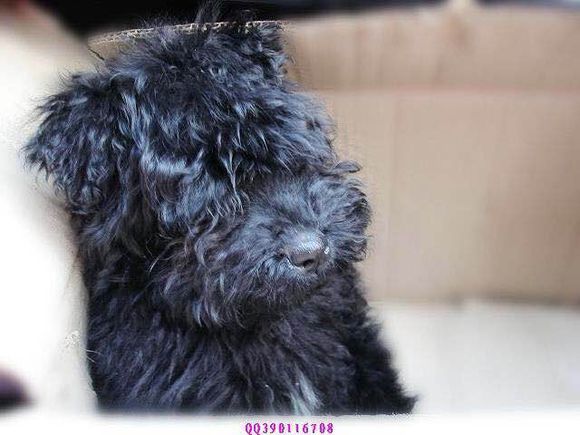 收藏狗狗的图片,收藏宠物集