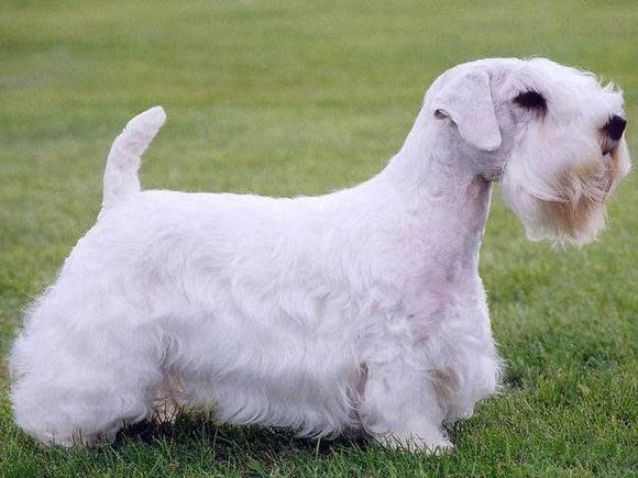 收藏狗狗的图片,收藏宠物集