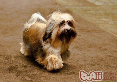 收藏狗狗的图片,收藏宠物集