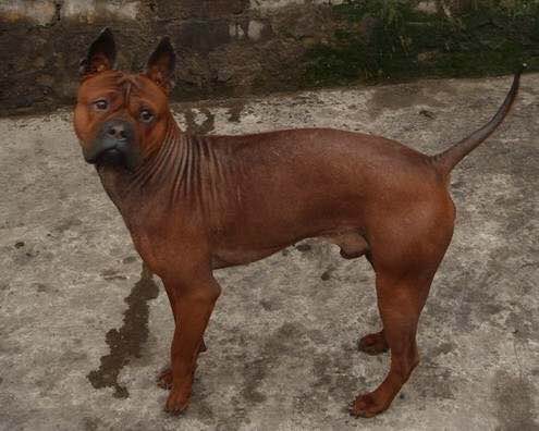 收藏狗狗的图片,收藏宠物集