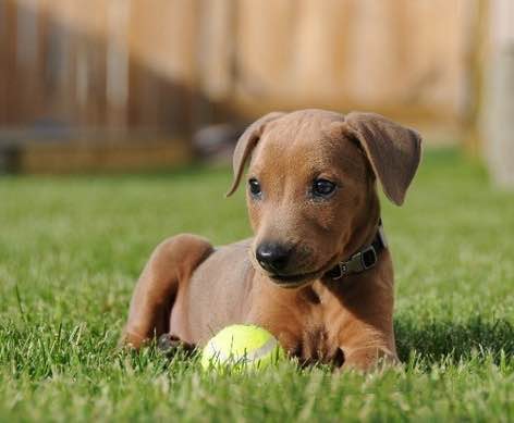 收藏狗狗的图片,收藏宠物集