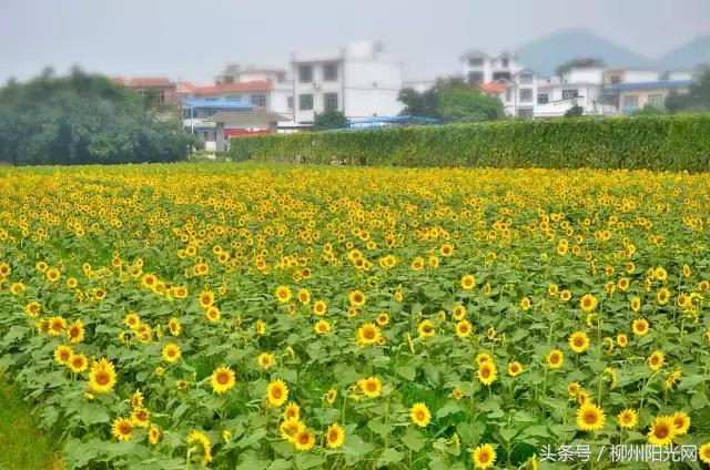 柳州附近农庄适合小孩玩,柳州周边农庄场地推荐