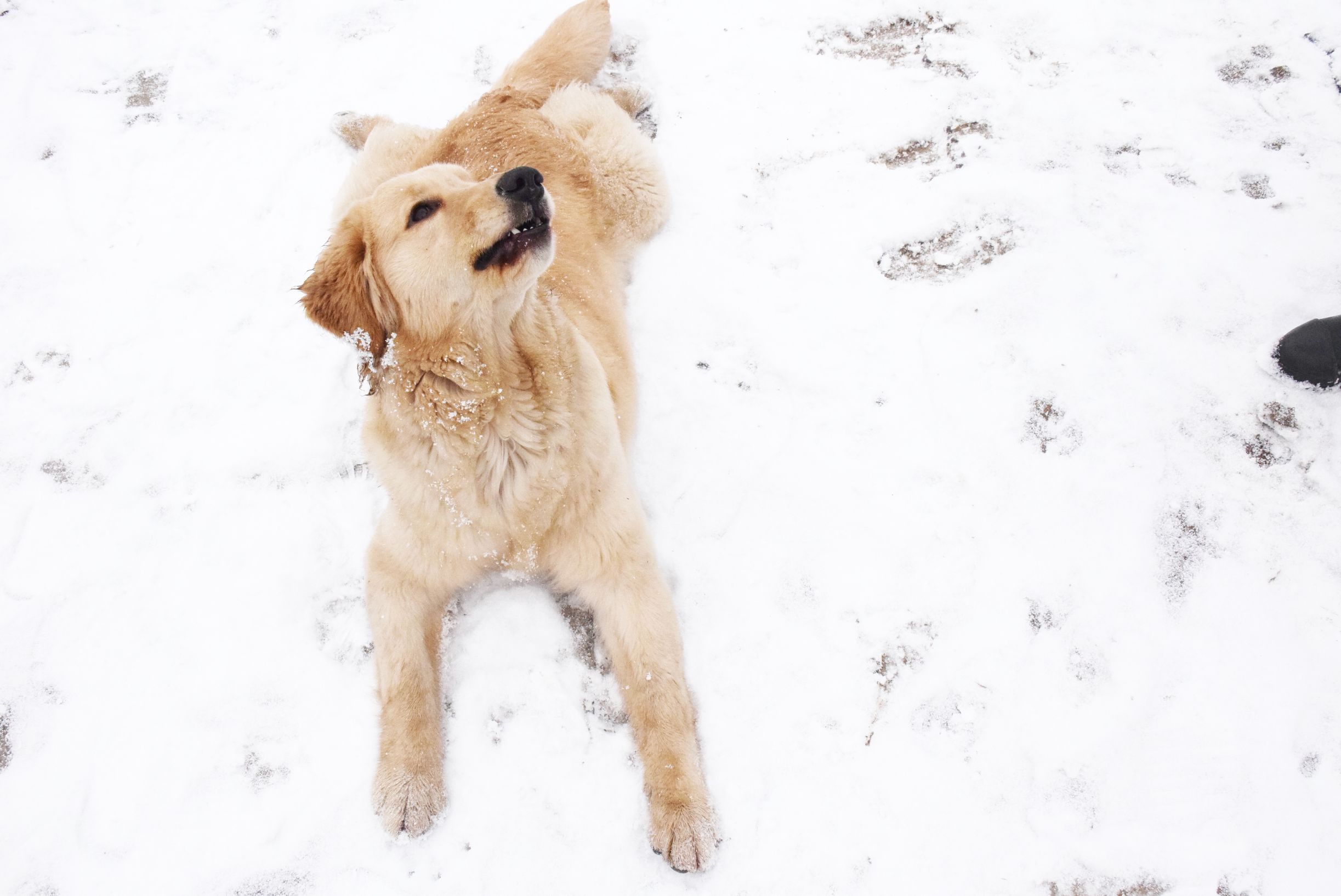 北京下大雪网友家里的雪橇二傻遇到雪做的第一件事是这样