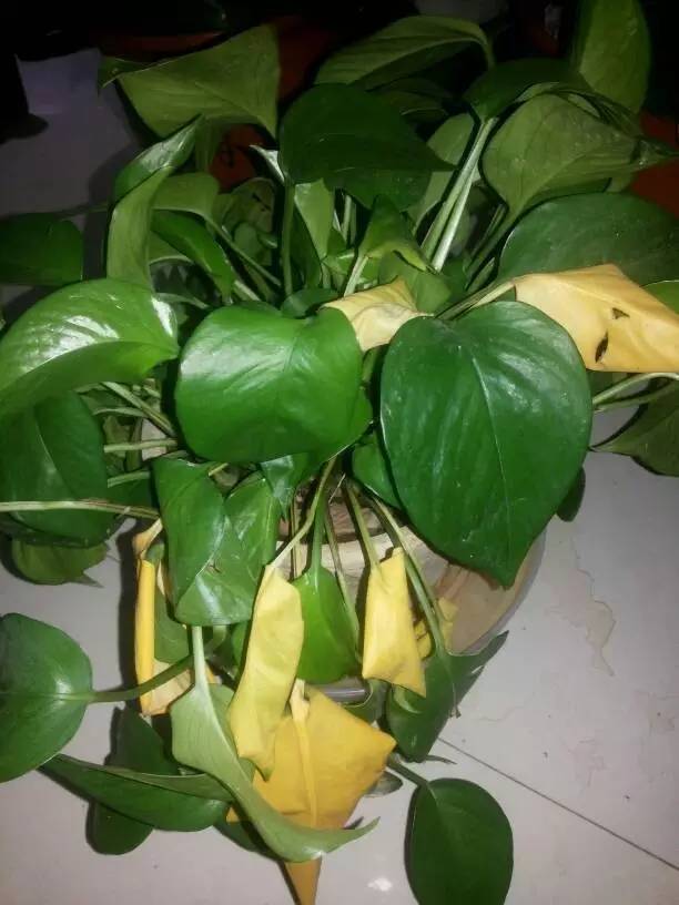 植物黄叶怎么补救,植物老黄叶该怎么养