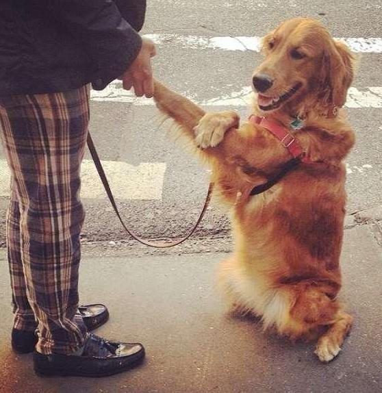 泰迪抱主人的腿,泰迪养大的金毛