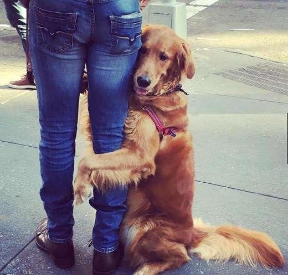 泰迪抱主人的腿,泰迪养大的金毛