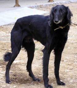 收藏狗狗的图片,收藏宠物集