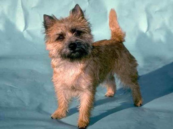 收藏狗狗的图片,收藏宠物集