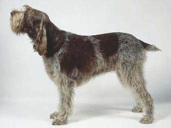 收藏狗狗的图片,收藏宠物集