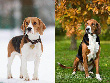 收藏狗狗的图片,收藏宠物集