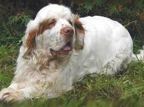 收藏狗狗的图片,收藏宠物集