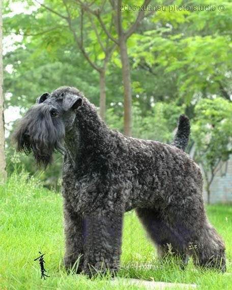 收藏狗狗的图片,收藏宠物集