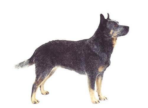 收藏狗狗的图片,收藏宠物集