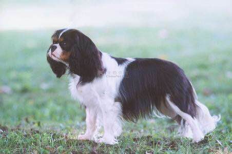 收藏狗狗的图片,收藏宠物集