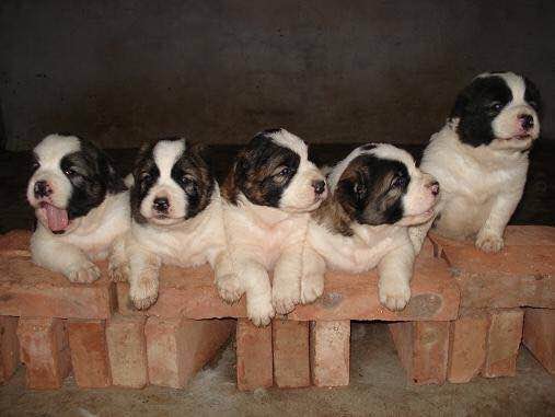 收藏狗狗的图片,收藏宠物集