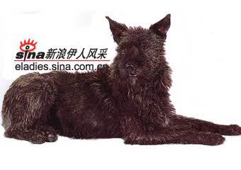 收藏狗狗的图片,收藏宠物集