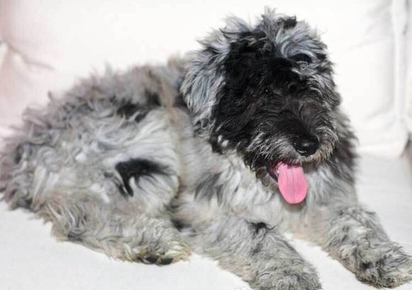 收藏狗狗的图片,收藏宠物集