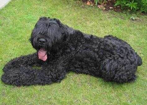 收藏狗狗的图片,收藏宠物集